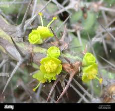Image result for Euphorbia schinzii
