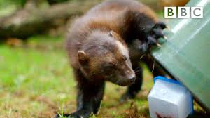 We did not find results for: Stoat Or Weasel How To Tell The Difference Between Stoats And Weasels Discover Wildlife
