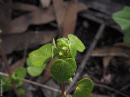 Image result for Parietaria debilis