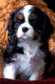 Pin By Champion Forest Self Storage On Cavalier Spaniel Hunde Niedliche Welpen Hunde Babys