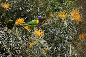 Having adapted to withstand our harsh climate, they are some of the most reliable and hardy plants around. Oznativeplants Australian Native Plants