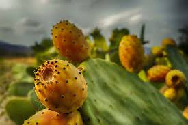 Yourproduceguy shows you how to tell when cactus pears are ripe and what to use them for. Prickly Pears A Sweet Sicilian Secret