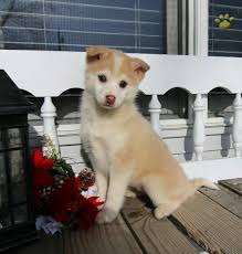 Black And White Pomsky Bella Pomsky Puppy For Sale In Goshen In Lancaster Puppies Pomsky Puppies Pomsky Puppies For Sale Lancaster Puppies