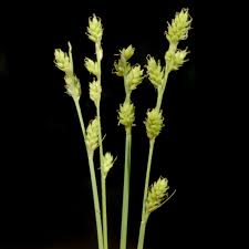 Image result for Carex echinochloe