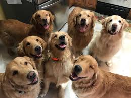 We strive to do all we can to develop healthy, happy, loving dogs. About Us Goldenaire Retrievers