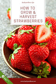 How To Grow And Harvest Strawberries The Definitive Guide Growing Strawberries Indoors Strawberry Growing Strawberries