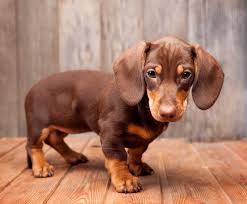 But, before you start practicing how to pronounce the word 'dachshund', there's more you need to know. Dachshund Puppies For Sale Dachshund Puppy For Sale Dachshund Puppies For Sale Near Me Mini Dachshund Puppies For Sale