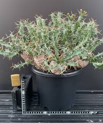 Image result for Euphorbia clavigera
