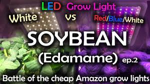Check spelling or type a new query. White Led Vs Red Blue White Led Grow Test W Time Lapse Lettuce Ep 1 Youtube