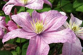 Find comtesse de bouchaud clematis (clematis 'comtesse de bouchaud') in ottawa nepean kanata hull gatineau gloucester ontario on at green thumb garden centre Clematis Comtesse De Bouchaud Order Online
