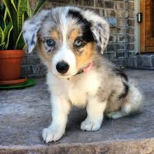 She is available for deposit along with 3. Corgi Aussie Mix So Cute Dog Crossbreeds Corgi Aussie Mix Corgi Mix Breeds