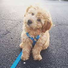 Mini Goldendoodle Cute Baby Animals Cute Dogs Baby Animals