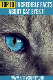 10 Facts About Cat Eyes That Will Leave You Amazed Kitty County Cat Facts Cat Pupils Cats