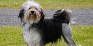 The first know löwchen standard was published in a book by count henry de bylart, dogs of all nations. Lowchen Dog Information Photos Dogexpress