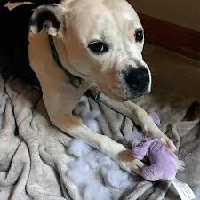 Here are seven compassionate and understanding pet loss support hotlines you can call if you are struggling with the decision to euthanize to end university of illinois college of veterinary medicine c.a.r.e pet loss support helpline is staffed by veterinary students who understand the importance. Last Kiss At Home Chicago Pet Euthanasia And Cremation Services