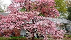 In fact, millions of seedlings and budded trees are produced every year for commercial nurseries around the country. Amazon Com Pink Dogwood Tree 8 12 Inch Tall 2 1 2 Inch Pot Bigv003 Garden Outdoor