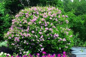 Nach lust und laune lassen sich die trageweisen variieren und erschaffen so einen komplett neuen look! Dwarf Korean Lilac Landscape Ontario