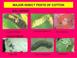 Cottony cushion scale, woolly aphid, san jose scale, golden cyst nematode of potatoes, the giant african snail are some exotic pest introduced into our country and cause extensive damage. Biological Control In Cotton