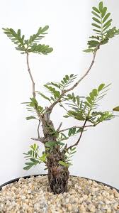 Image result for Elephantorrhiza burkei