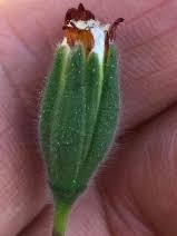 Image result for Bulbostylis schoenoides