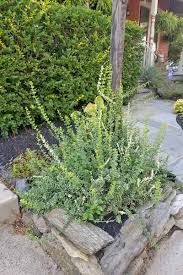 These are our best options in flowers, ferns, ground cover, and ornamental grass. The Best Evergreen Shrubs For Your Garden Gardener S Path
