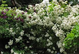 We did not find results for: A New Season In May S Garden In British Columbia Finegardening