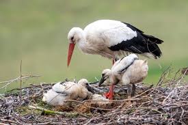 epingle sur nature environnement