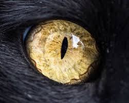 Kedilerin Gozlerine Hic Bu Kadar Yakindan Baktiniz Mi Fizikist Gozler Kedi Dokular