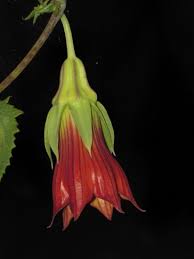 Image result for Canarina