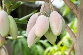 Hidden in the middle of east la is our nursery which specializes in exotic fruit trees. Mango Louie S Nursery Garden Center Riverside Ca