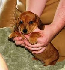 This mini dachshund puppy has a cool personality and will make a great companion dog. Dachshund For Sale Knoxville Tn