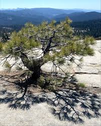 Image result for Pellaea dura