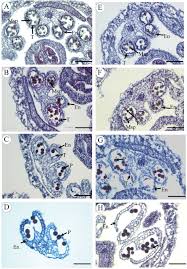 Born in charlotte, north carolina he was the son of the late addie boyd peterson, and he was reared in the home of the late laura e. Bvpe Is Involved In Tapetal Degradation And Pollen Development By Activating Proprotease Maturation In Arabidopsis Thaliana Biorxiv