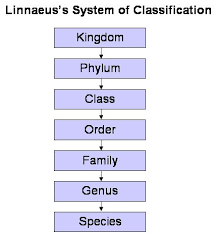 Pin By Tena S On Apologia Zoology Flying Creatures Science Notes Apologia Science Zoology