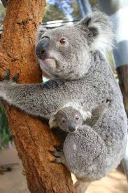 Pin By Brooke St Germain Smith On Koala Baby Koala Koala Koalas