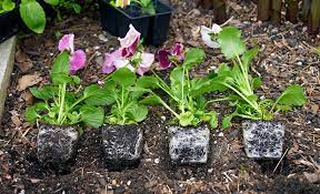In this video, i talk about how the pansy plant is grown from the seeds. How To Grow Pansies Garden Gate