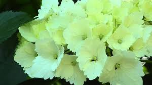 Maybe you would like to learn more about one of these? Hydrangea Macrophylla Madame Emile Mouillere Youtube