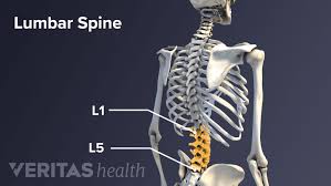 Image result for Lumbar vertebrae