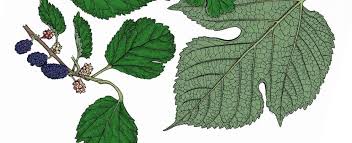 Maybe you would like to learn more about one of these? White Mulberry Missouri Department Of Conservation