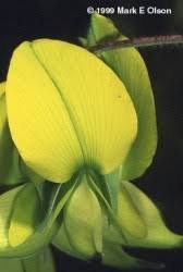 Image result for Crotalaria semperflorens