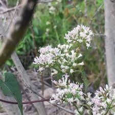 Image result for Mikaniopsis