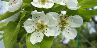 Bradford pear (pyrus calleryana) callery pear is native to china and taiwan. Pyrus Communis Description And Flowering Period In Ontario