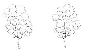 Black And White Tree Drawing Simple Tree Drawings From 1864 Simple Black Lines On A White Background To Create A Pair Of Public Domain T Tree Drawing Simple Tree Line Drawing Tree Drawing