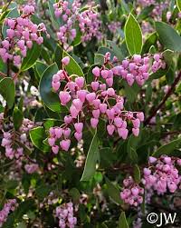 Image result for Manniophyton