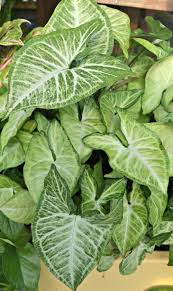 Originally, this plant is grown as a solid green plant, but nowadays their leaves are almost white, green & white, and various shades of pink or burgundy. Arrowhead Plant Houseplants Fairview Garden Center Raleigh Nc