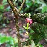 Image result for Massularia acuminata