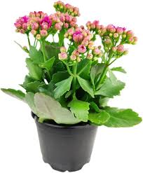 Image result for Kalanchoe calandiva