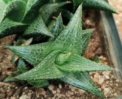 Image result for Scleria tessellata