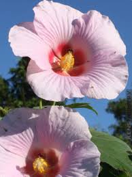 Image result for Hibiscus mutatus