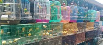 Dalam tahap ini, kandang sudah.wisata kicau bird farm: Info Harga Sangkar Burung Kapsul Dalam Berbagai Merek Ukuran Daftar Harga Tarif